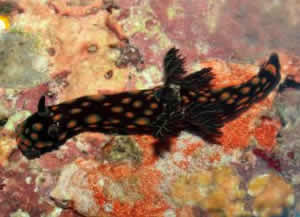 nudibrach philippines