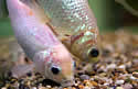 oldgoldfish