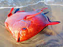 opahfish
