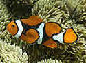 orangeclownfishsm