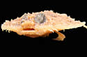 pancakebatfish