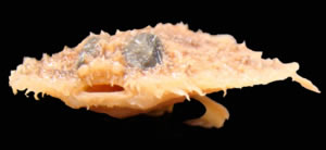 pancake batfish gulf mexico