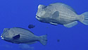 parrotfishbutting