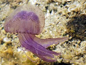 pelagia noctilucia