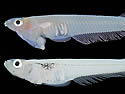 penisfish
