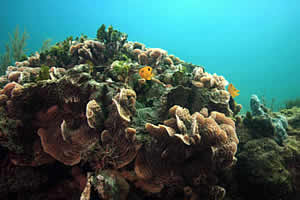 ph coral