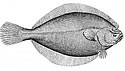 plaice