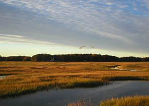 plum island tidal marsh