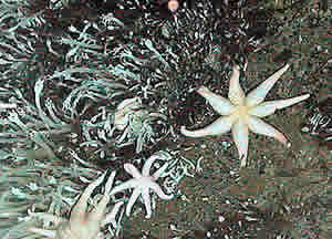 predatory Sea Star