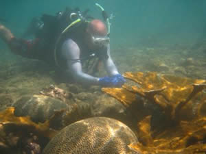 puerto rico coral