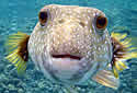 pufferfish
