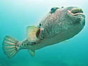 pufferfishiattack