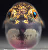 pufferfishBeaksm