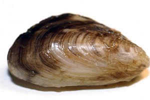 quagga mussel