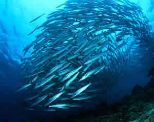 reef ball fish swirl ocean mixing