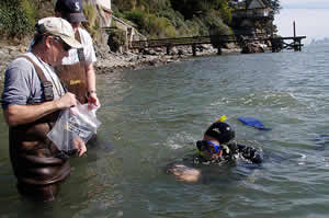 researchers collect pacific herring embryos