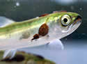 salmonfishfarm