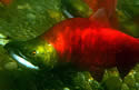 salmonvirus