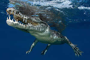 saltwater croc