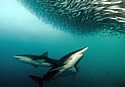 sardinerun