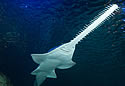 sawfishsnout