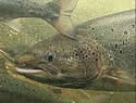scotsalmon