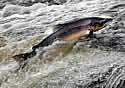 scottishsalmon