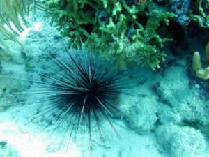 sea Urchin florida keys