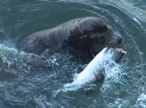 sea lion eating salmon