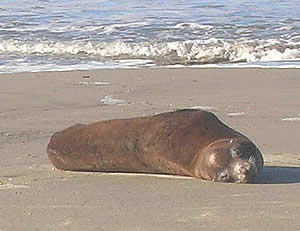 sea lion leptospirosis