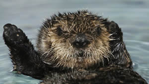 sea otter great white shark