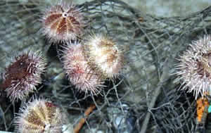 sea urchin sight