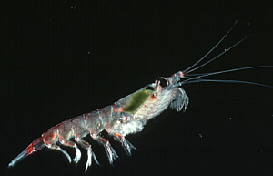 seafloor krill iron antarctica