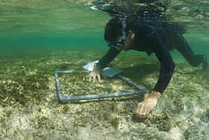 seagrass researcher