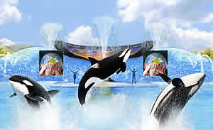 seaworld one world orca trainer