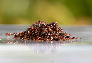 self assembling self healing ant raft