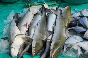 shark catch indonesia
