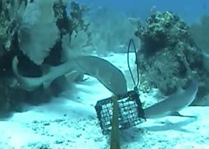 chum buddy shark