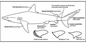 shark fin regulations