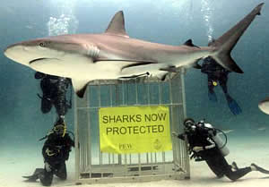 shark protection bahamas