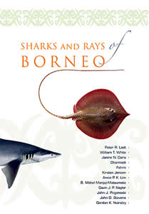 sharks rays borneo