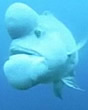 sheepheadwrasseshrek
