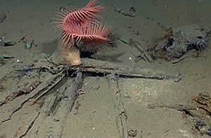 shipwreck muskets gulf of mexico