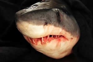 shortfin mako shark