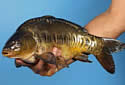shotguncarp