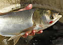 silvercarp