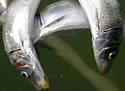smallfishdeath