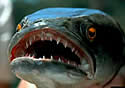 snakehead