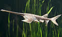 snoutfish