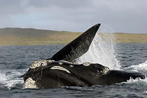 southern right whale new zealand
